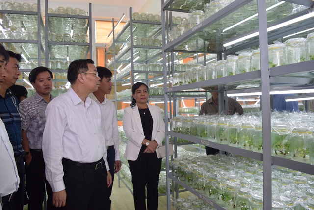  Bộ trưởng Bộ KH&CN thăm và làm việc tại Trung tâm Quốc gia nghiên cứu và phát triển Sâm Ngọc Linh
